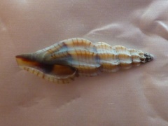 Mangelia attenuata
