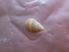 Alvania cimex