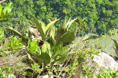 Agave hiemiflora