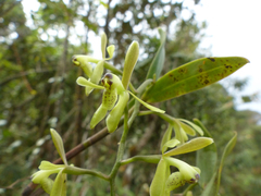 Epidendrum erosum