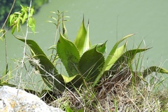 Agave hiemiflora