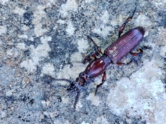 Amorphocephala coronata
