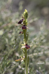 Ophrys sphegodes gortynia