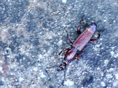 Amorphocephala coronata