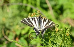 Iphiclides