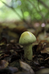 Cortinarius trivialis