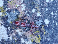Amorphocephala coronata