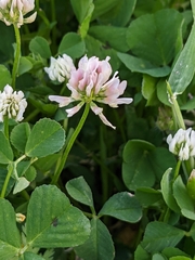 Trifolium nigrescens