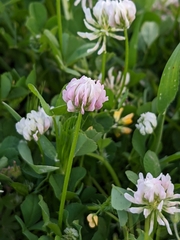 Trifolium nigrescens