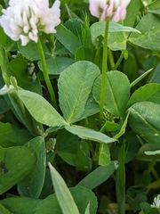 Trifolium nigrescens