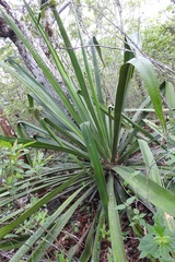 Furcraea cabuya