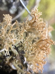 Sphaerophorus globosus