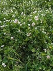 Trifolium nigrescens