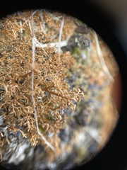 Sphaerophorus globosus