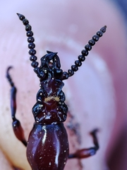 Amorphocephala coronata