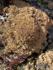 Sphaerophorus globosus