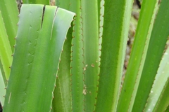 Furcraea cabuya