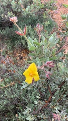 Cistus atriplicifolius