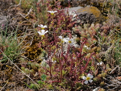 Saxifraga fragosoi
