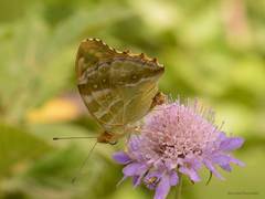 Argynnis paphia