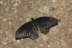 Papilio menatius victorinus