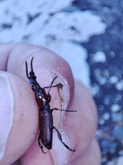 Amorphocephala coronata