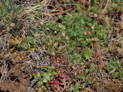 Spergula pentandra