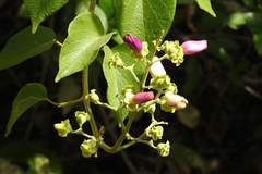 Amphilophium paniculatum