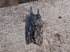 Brachionycha borealis