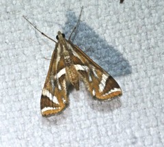 Margarosticha sphenotis