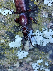 Amorphocephala coronata