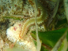 Hermodice carunculata