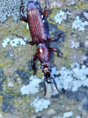 Amorphocephala coronata