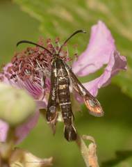 Pyropteron leucomelaenum