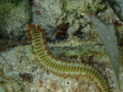 Hermodice carunculata