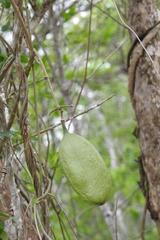Anemopaegma puberulum