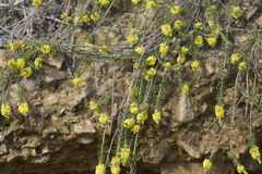 Thymelaea coridifolia