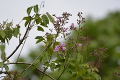 Fridericia floribunda