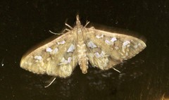 Ischnurges illustralis