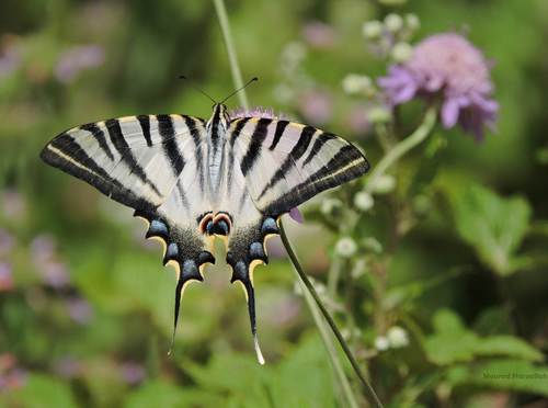Iberian Scarce Swallowtail photo 4