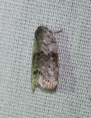 Polygrammate cadburyi