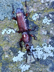 Amorphocephala coronata