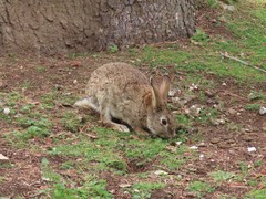 Oryctolagus