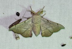 Cicinnus melsheimeri