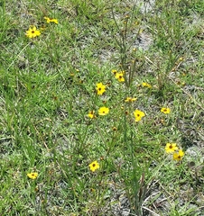 Coreopsis leavenworthii