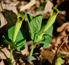 Aristolochia lutea