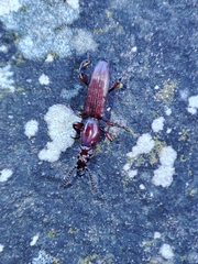 Amorphocephala coronata