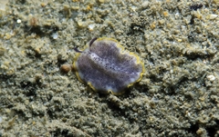 Prostheceraeus moseleyi