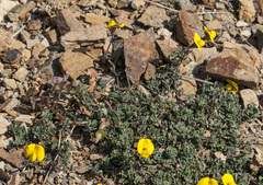 Lotus tetraphyllus