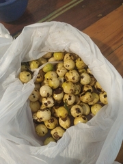 Cryptocarya mandioccana